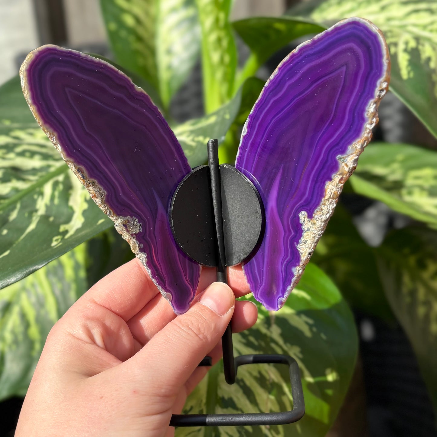 Agaat vlinder op standaard paars