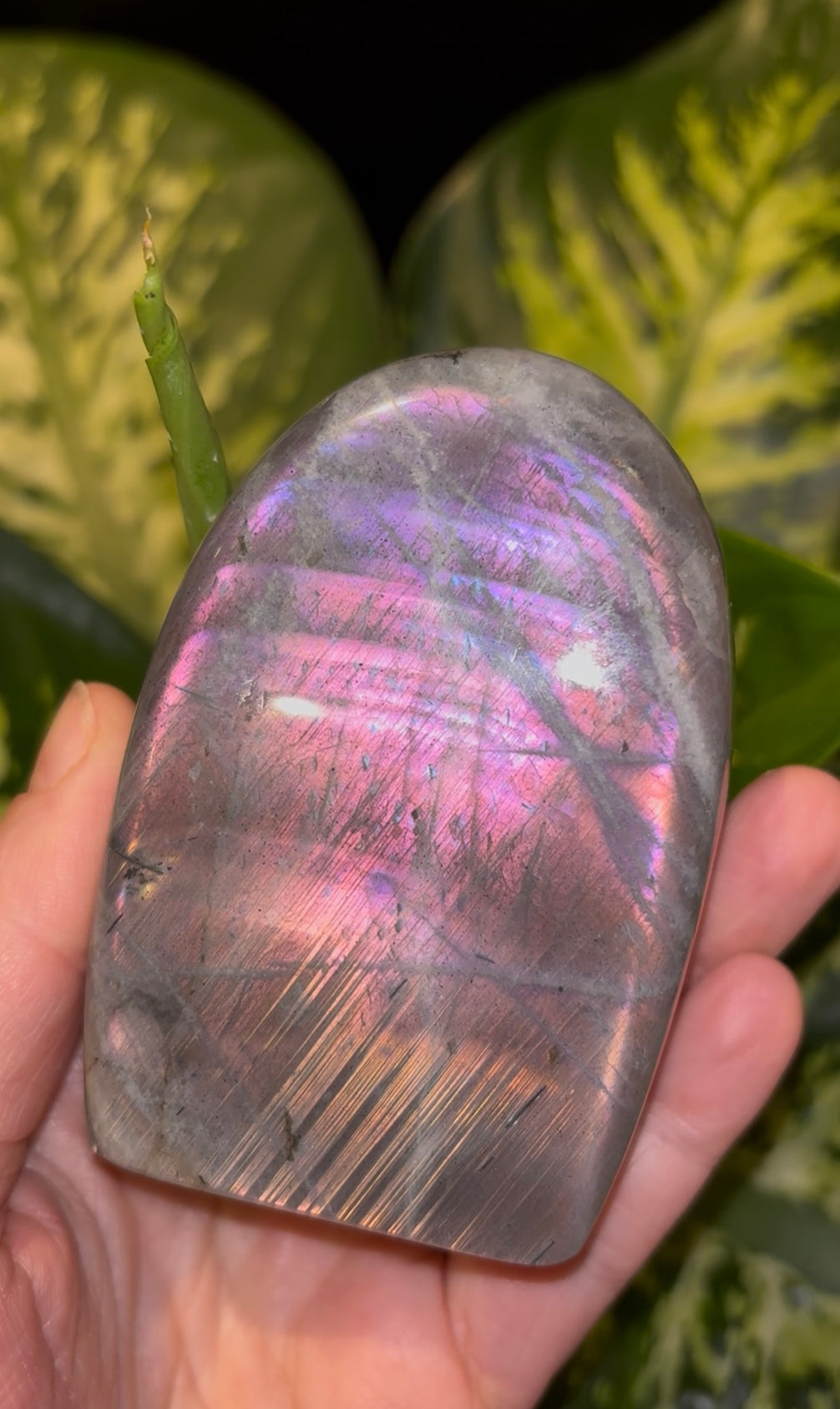 Labradoriet freeform #86