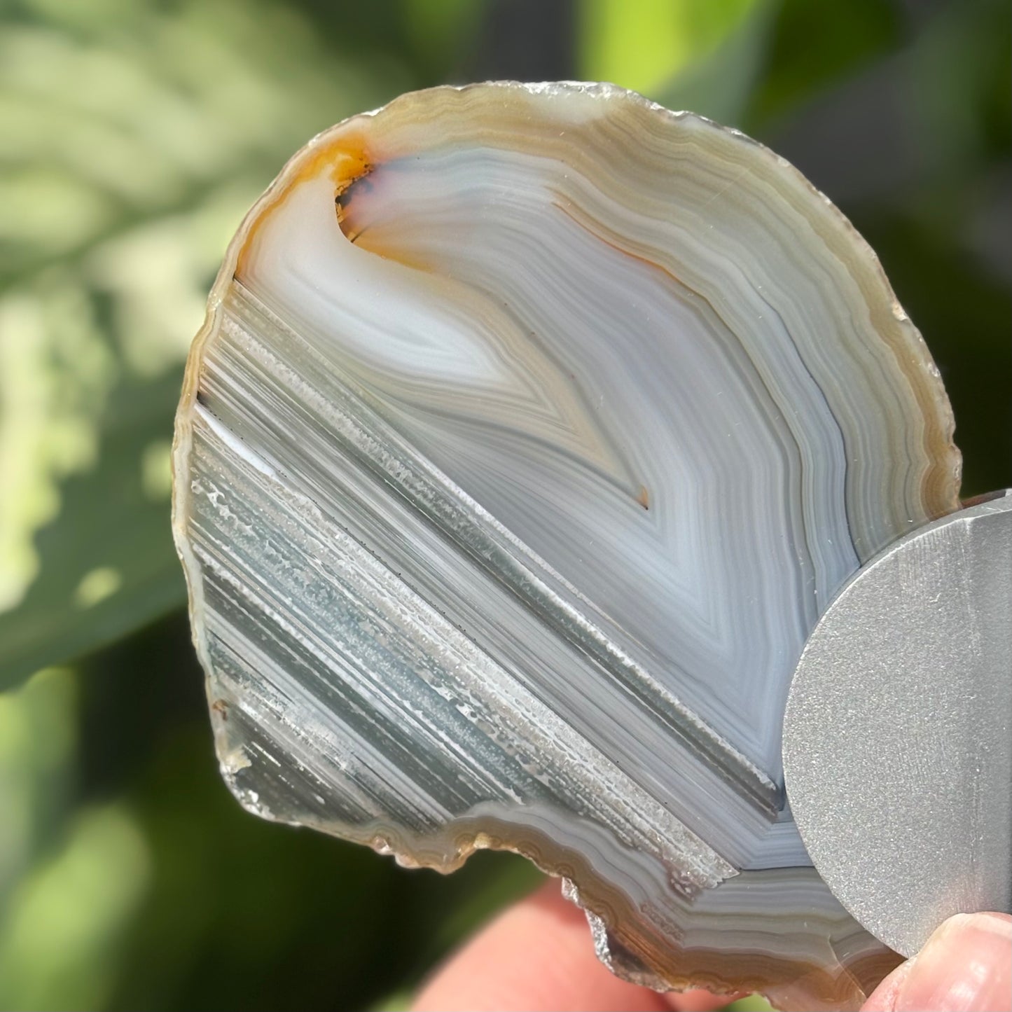 Agaat vlinder op standaard