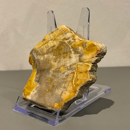 Versteend hout